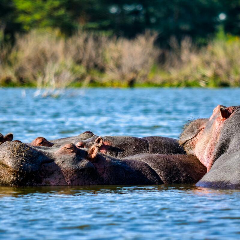 Amboseli National Reserve