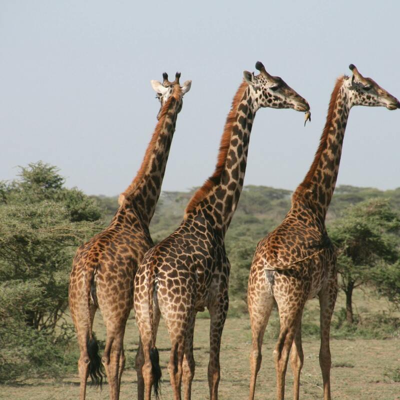 Nairobi National Reserve